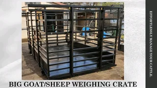 Cattle crate with weighing scale