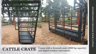 Cattle crate with weighing scale