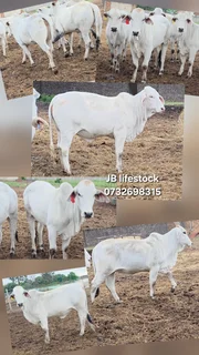 Brahman heifers ready for bul