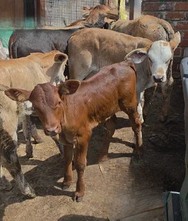 Beef small calves