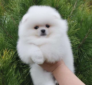 Pomeranian - Ad posted by makhosazane yende