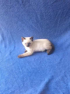 Siamese Kittens for Sale