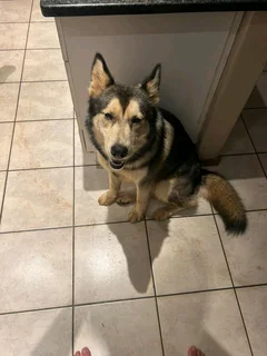 Siberian husky, 2 years old