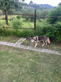 Siberian husky, 2 years old