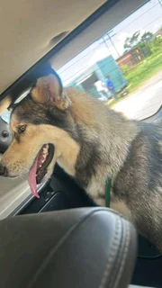 Siberian husky, 2 years old