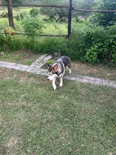 Siberian husky, 2 years old