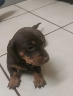 Dachshund puppies