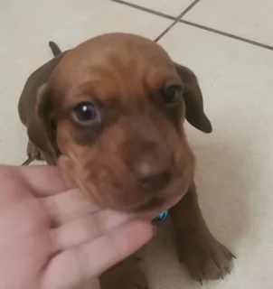 Dachshund puppies