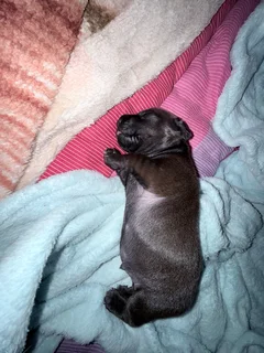 Puppies seeking good home