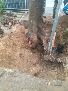 Garden services and Landscaping