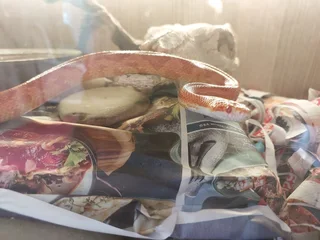 4 Year Old Corn Snake and Enclosure