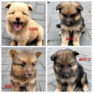 German Shepherd Puppies