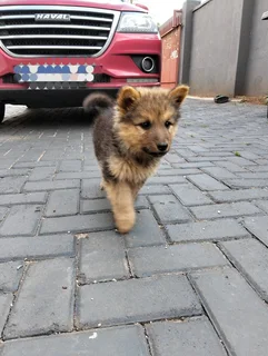 German Shepherd Puppies