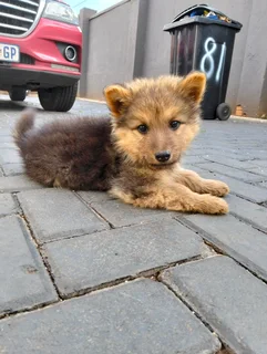 German shepherd Puppy