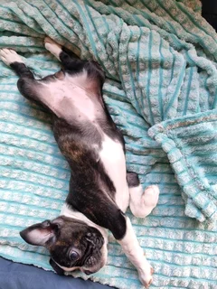 Boston Terrier puppies