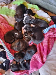 Boston Terrier puppies