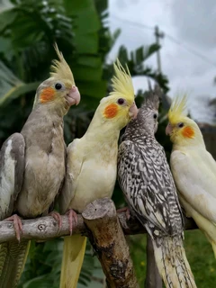 Tame Cockatiels
