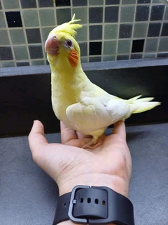 Tame Cockatiels