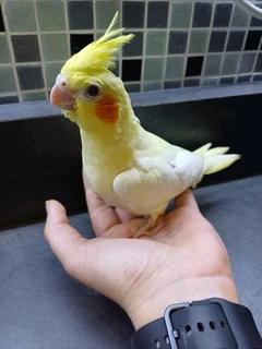 TAME COCKATIELS