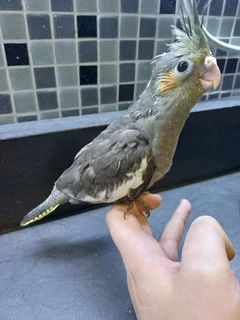 TAME COCKATIELS