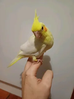 Tame Cockatiels Available