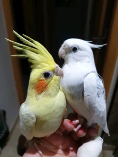 Tame Cockatiels Available
