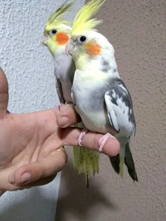 Tame Cockatiels Available