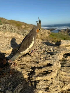 Tame Cockatiels Available