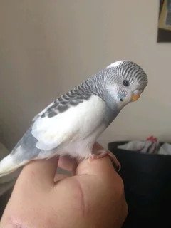 Tame Budgies Available