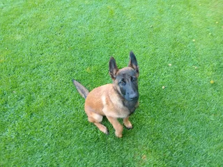 Belgain Malinois puppy for sale