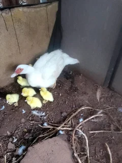 Mascovey ducks and ducklings