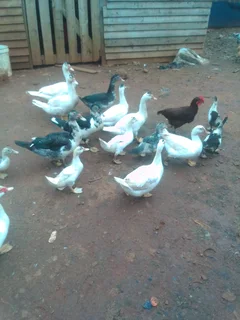 Mascovey ducks and ducklings