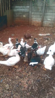 Mascovey ducks and ducklings