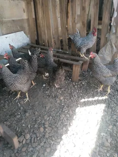 Rhodes island red, black austrolop, suxes and koekoe