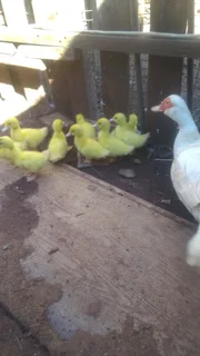 Rhodes island red, black austrolop, suxes and koekoe