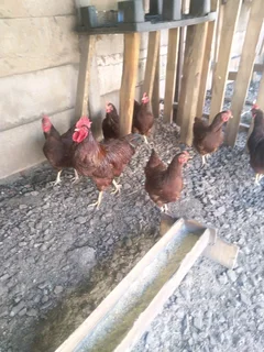 Rhodes island red, black austrolop, suxes, koekoe, ducks and quail eggs