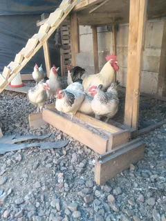 Rhodes island red, black austrolop, suxes, koekoe, ducks and quail eggs