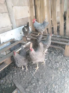 Rhodes island red, black austrolop, suxes, koekoe, ducks and quail eggs