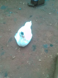 Rhodes island red, black austrolop, suxes, koekoe, ducks and quail eggs