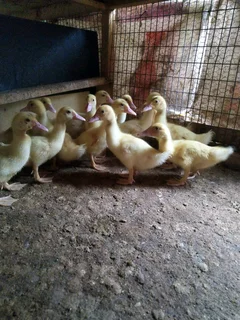 Mascovey ducks and duckings