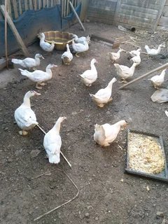 Mascovey ducks and ducklings