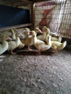 Mascovey ducks and ducklings