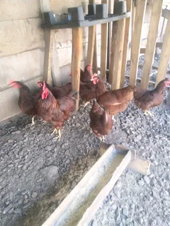 Chicks for Rhodes island, black austrolop, koekoe,, suxes, ducklings and quails