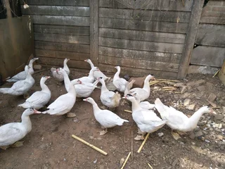 Mascovey ducks and duckings