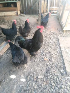 Chicks of this breed and mascovey ducks