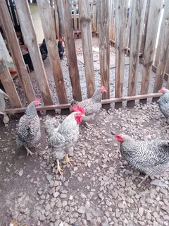 Chicks  from black Australorp, koekoe, Rhodes island red suxes