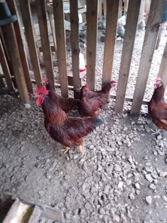 Chicks  from black Australorp, koekoe, Rhodes island red suxes