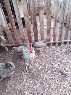 Chicks  from black Australorp, koekoe, Rhodes island red suxes