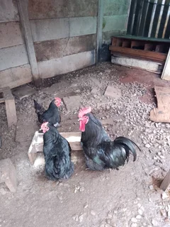 Chicks of this breeds available