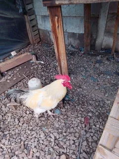 Chicks of this breeds available